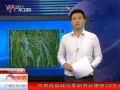 空心稻再現 農戶質疑種子問題 111102 廣東早晨 (1284播放)