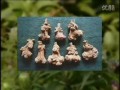 白術種植技術 (4156播放)