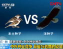 中外種業競爭 麻雀與老鷹的較量？ (1849播放)