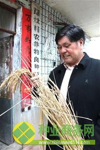 農村新報訊 圖為:“遠恢5359”傾注了饒水佳畢生的心血