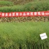 簡介: