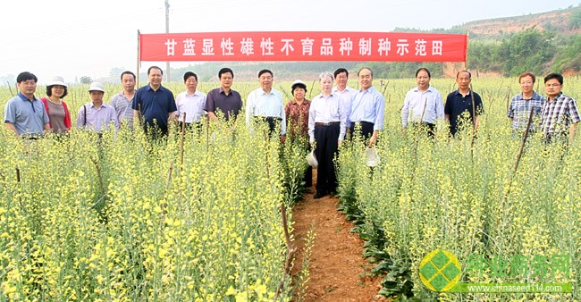 甘藍顯性雄性不育大規模制種獲得成功