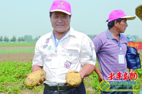 現場挖出的土豆大多都在2斤左右。