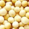 大量收購玉米、黃豆、棉粕、麩皮、高粱、次粉等飼料原料