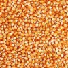 大量收購玉米、豆粕、油糠、棉粕、麩皮等
