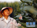 李登海：農民科學家的報國夢 (3?)
