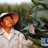 李登海在山東省萊州市高產玉米試驗田查看玉米的生長情況(8月27日攝)。新華社記者郭緒雷攝