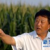 李登海在山東省萊州市高產玉米試驗田(8月27日攝)。新華社記者郭緒雷攝