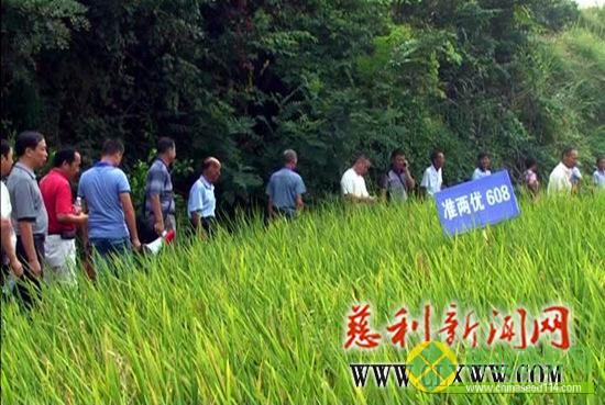 廣占S1128水稻品種在慈利縣試種獲高產