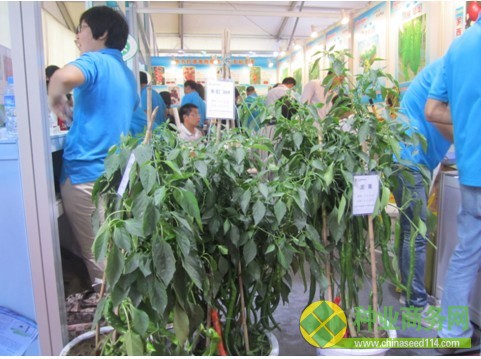 第二十屆北京種子大會舉行企業形象特裝展