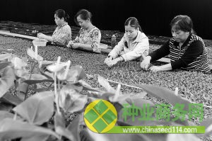 11月28日,工人們在培育貴重藥用植物鐵皮石斛。