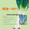 晚抽一本F1（進口） 高產 抗病性強 加工出口創匯的優良品