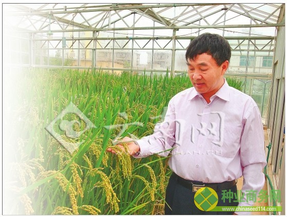 李開斌(左三)和他的水稻品種選育創新團隊。