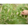 本苗圃常年供應核桃苗 山西棗樹苗 桃樹苗低價出售