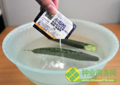 把兩根黃瓜浸泡在調配好的農藥中。