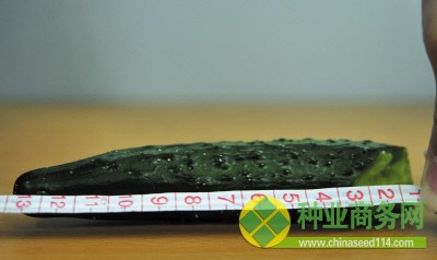 浸泡前,掰斷的黃瓜長12.5厘米。