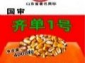 齊單1號玉米種安徽區域代理