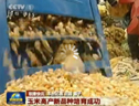 玉米新品種培育成功 (2198播放)
