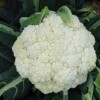供應 廈松 青梗松花菜 種子 產量高 經濟效益好