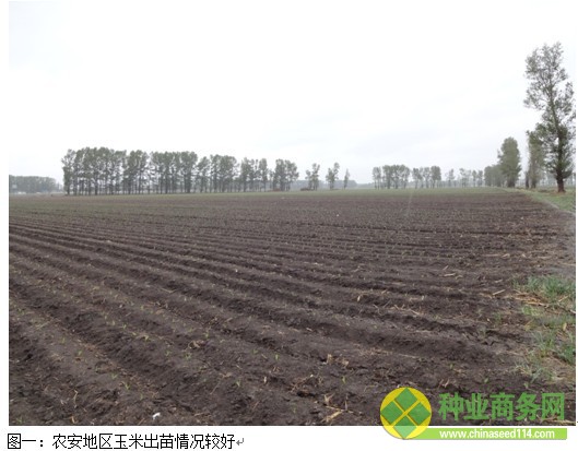 糧網考察一:吉林西部玉米春播基本完成 余糧不足兩成