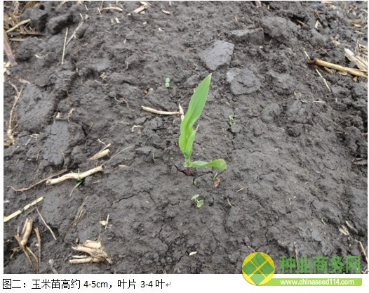 糧網考察一:吉林西部玉米春播基本完成 余糧不足兩成