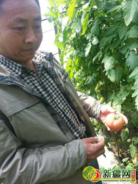 5月19日,朱貴生正在自家的蔬菜大棚里給番茄打葉、除蟲。