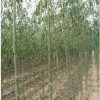 安徽省濉溪縣天恩竹柳種植專業合作社