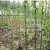 安徽濉溪速成竹柳種植專業合作社