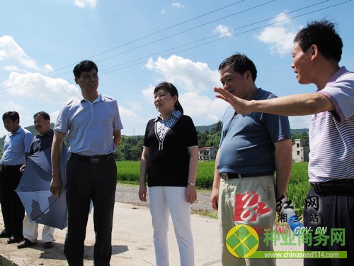 6月17日,省農業廳巡視員青先國(右四)到湘鄉巡視早雜新組合“株兩優2008”種植情況。市政協主席潘如心(右三)一同巡視。