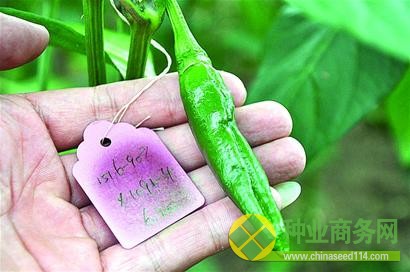 青島育出最紅太空辣椒 國內種植達百萬畝(圖) 青島育出最紅太空辣椒 國內種植達百萬畝(圖)