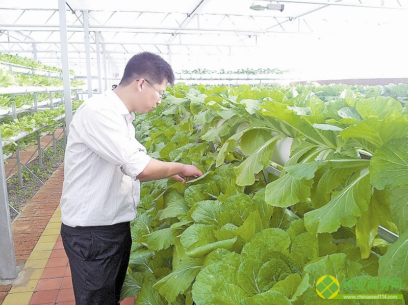 圖1:技術人員在查看白菜長勢