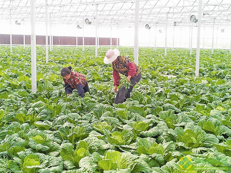 圖1:技術人員在查看白菜長勢