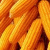 優質玉米品種產權收購