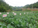 政和縣高山區反季節花椰菜新品種示范與展示項目獲得成功 (4?)