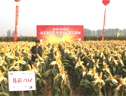 2013金苑種業偉科702觀摩會 (10?)