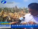 玉米品種橋玉8號河南新聞 (3836播放)