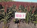 早熟優質矮高粱種子 (2?)