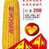 創玉208（玉米）