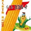 創玉336號(玉米）