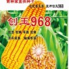 創玉968(玉米）