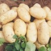 優質脫毒、高產、抗病早熟馬鈴薯品種土豆種子