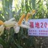 玉米雜交種的生產和主要農作物種子的銷售