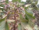 棉花種子的創新為老棉區重振輝煌帶來契機 (1073播放)