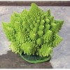 寶塔菜花種子，寶塔菜種子