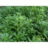 救心菜種苗，養心菜種苗