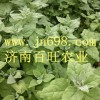番杏種子， 新西蘭菠菜種子
