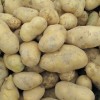 特色土豆種子精品土豆種子優質農科院正品土豆種子出售
