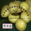 極早熟菜用土豆種子早大白農科院土豆種子培育中心一級土豆種子