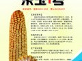 黑龍江雙禾農業科技開發有限公司獨家生產加工樂玉1號玉米種子