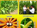 魯單9066 (4?)